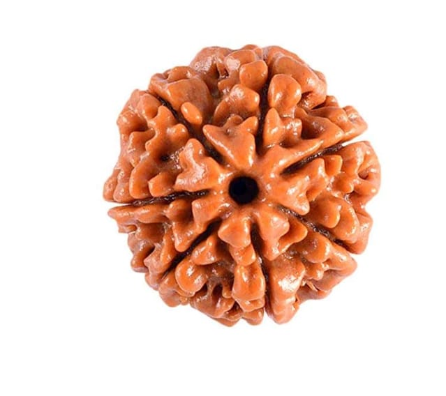 7 Mukhi Rudraksha