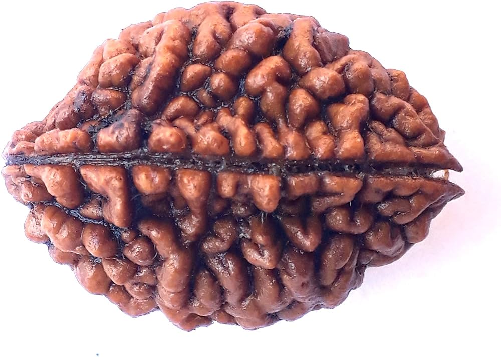 2 Mukhi Nepali Rudraksha