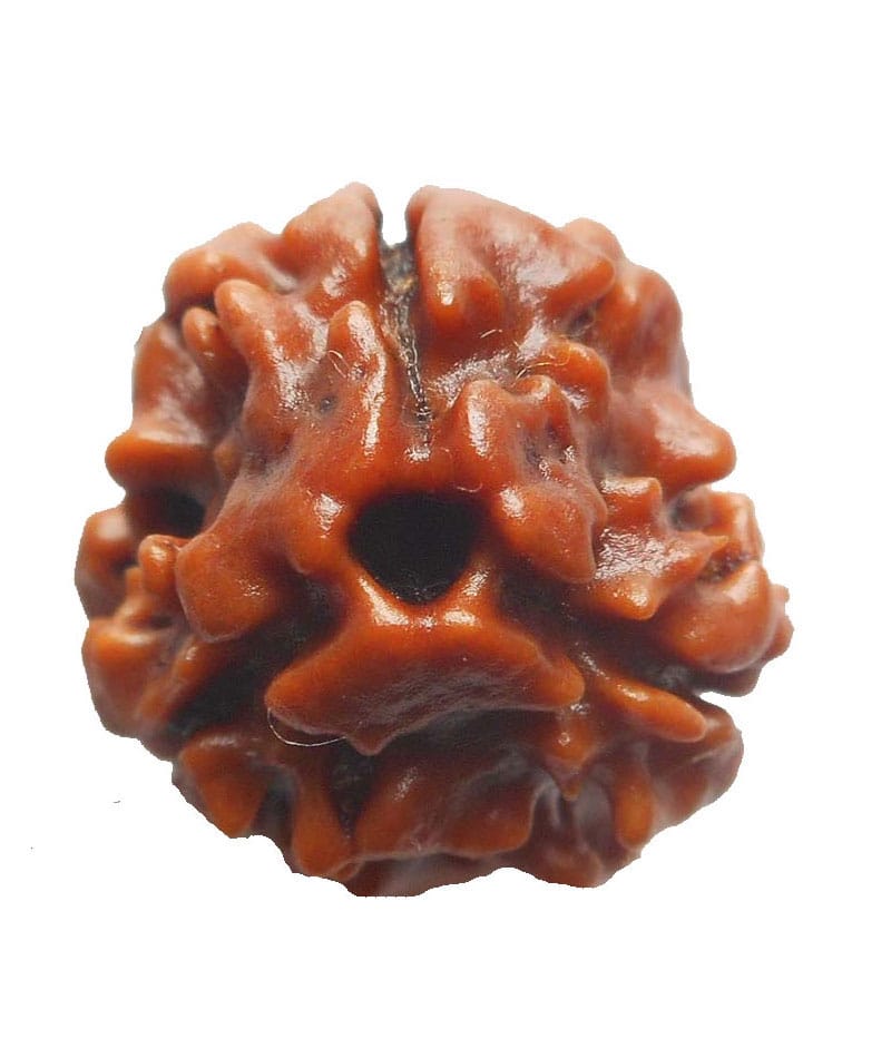 3 Mukhi Nepali Rudraksha