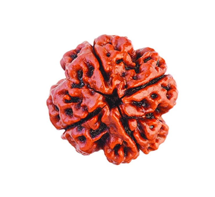 4 Mukhi Nepali Rudraksha