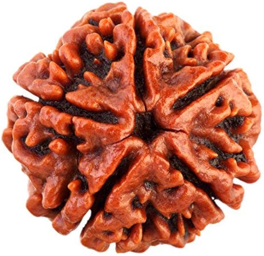 5 Mukhi Nepali Rudraksha