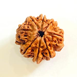 8 Mukhi Nepali Rudraksha