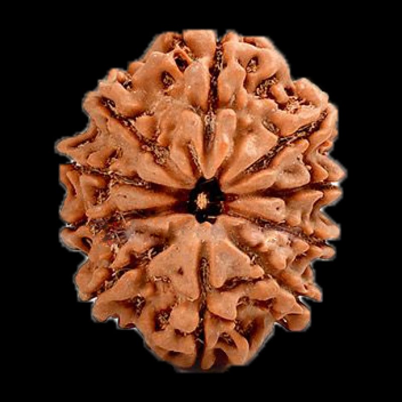 10 Mukhi Nepali Rudraksha