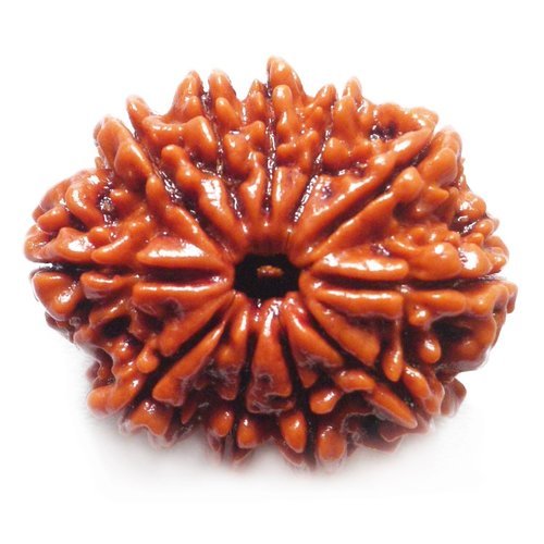 11 Mukhi Nepali Rudraksha