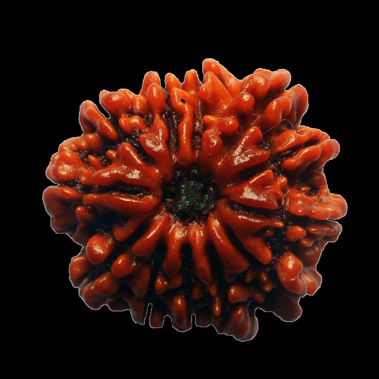 13 Mukhi Nepali Rudraksha